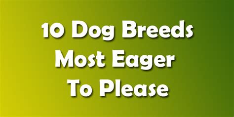If you experience any difficulties, please try disabling adblock. 10 Dog Breeds Most Eager To Please - DoggyZoo.comDoggyZoo.com