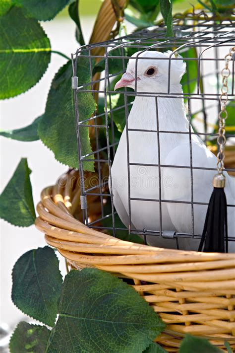 We did not find results for: Wedding pigeon in cage stock photo. Image of pigeon, dove - 35572422