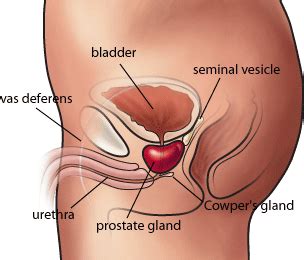 I can only access it in a select few positions but. Terry Willard - Prostate and PSA: No Longer Recommended