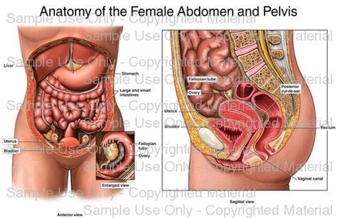 ► human abdomen in pregnancy‎ (4 c, 48 f). Loading: 'Anatomy of the Female Abdomen and Pelvis ...