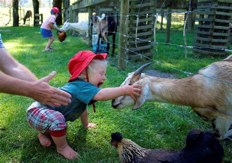 Game to practice the names of zoo animals in english. Petting Zoo That Comes To You Near Me - PetsWall