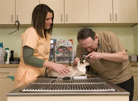 The veterinarian's patients will include dogs, cats, hamsters, rats, birds, and closely related animals. Veterinary Assistant - Job Description