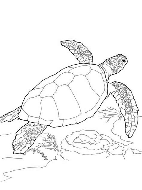 Your kid will enjoy coloring the turtle as well as the other sea creatures. Loggerhead Sea Turtle Free Coloring Page Coloring Book ...