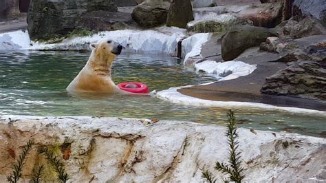 Animals are the main attraction at the bronx zoo, but what about the people behind the amphibians, reptiles, mammals and other wildlife? Polar bear playing Bronx Zoo - YouTube