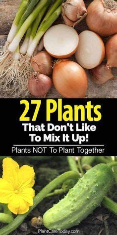 Above ground vegetables are lower in carbs and a great option. 27 Plants That Don't Like To Mix It Up - Incompatible ...