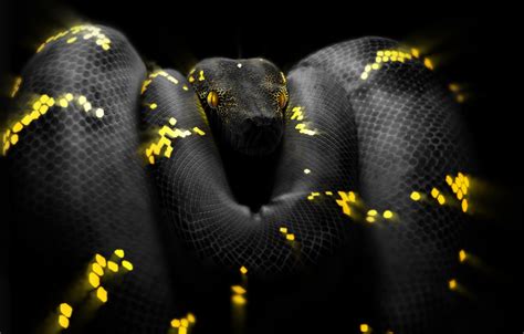 Обои Змея, Глаза, Голова, Питон, Арт, Snake, Python, by Ben Judd, Ben Judd, Surreal Snake 