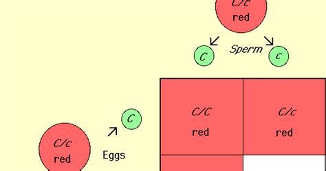 In other words, it can tell you if you will or will not. beachbum66: Punnett Square