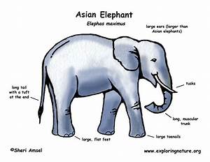 Elephant Asian Or Indian Elephant
