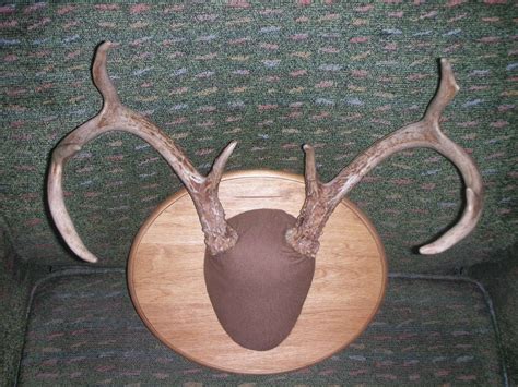 Silakan klik cheap diy antler mounts untuk melihat artikel selengkapnya. Mounting Deer Antlers (With images) | Deer antlers diy, Deer antlers, Diy antlers