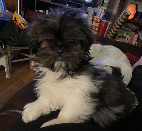 We are a small family breeding operation located in the usa. Shih Tzu Puppies For Sale | Richmond, VA #327189 | Petzlover