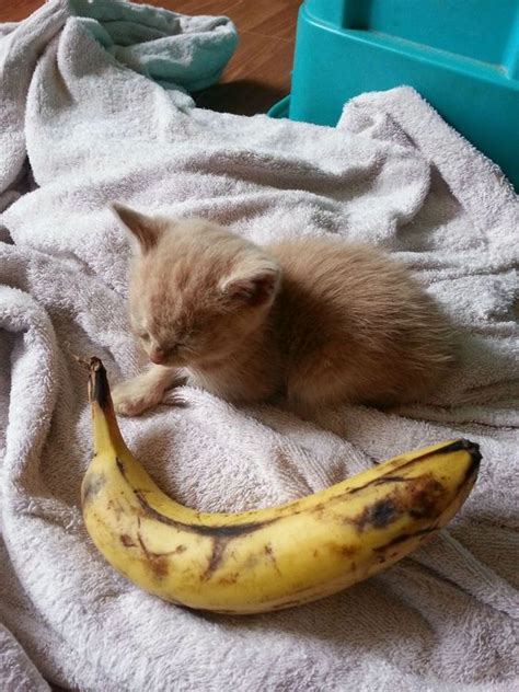 Any citrus fruit including oranges, lemons, limes, grapefruits and tangerines are not okay for your cat to eat. Banana Day: Can Cats Eat Bananas | Animal humour, Cute ...