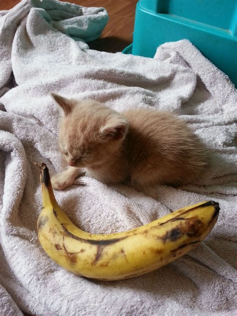 Keep reading to learn why your cat may enjoy blueberries. Banana Day: Can Cats Eat Bananas | Animal humour, Cute ...