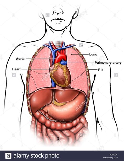 A padova il primo intervento al mondo. Anatomia della cassa toracica (torace) Organi Foto stock ...