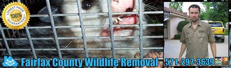 Places lewisburg, ohio home improvementpest control service allpest pest control & wildlife removal. Fairfax County Wildlife Removal Virginia