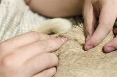 Fleas lay eggs in the rugs and carpets because of the relative safety. How to Tell If You Have Bed Bugs or Fleas (with Pictures ...