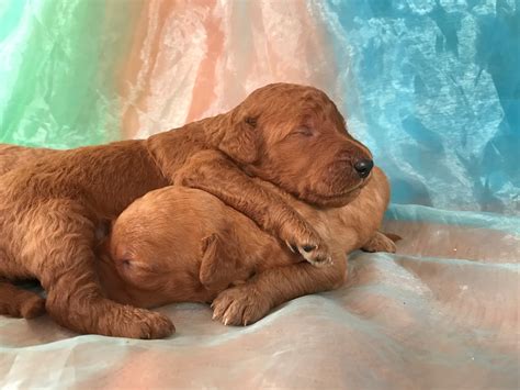 Goldendoodle size tends to be fairly large, like parent breeds are the golden retriever and poodle. Breeders | Standard Goldendoodle | Dark Red Puppies ...