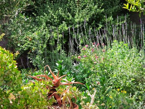 By planting plants that attract pollinators, you bring a. HerbRealm: Tips to enrich your garden's biodiversity