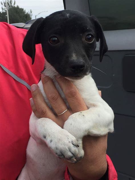 Once a dog comes into our rescue, it stays with us until the perfect family is found. These adorable Fox Terrier Mix Pups will... - Pets Without ...