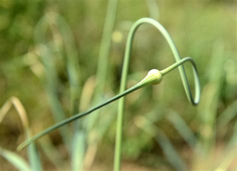 Allerdings greifen sie für den knoblauchanbau im eigenen garten unbedingt zum echten pflanzknoblauch. Knoblauch Im Garten - Gartengestaltung Idee