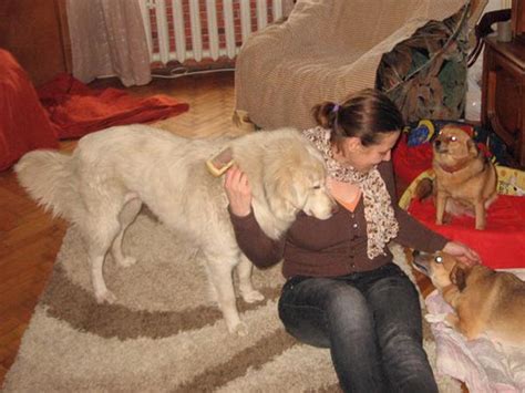 Veronica ferres ретвитнул(а) carsten maschmeyer. Italienische Hunde - Donna