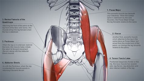 The levator ani muscle along with a second muscle forms the pelvic floor. Remedial Massage for Hip Stabilisation