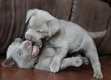 We have one silver lab looking for his forever home. Silver Labrador Retriever Puppies for Sale in Flora ...