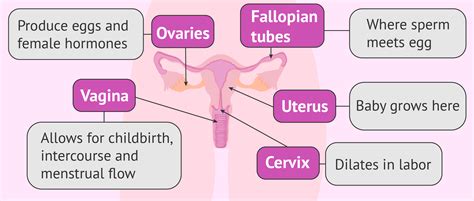 Anatomy of the female reproductive system— presentation transcript 8 function of: Flow chart of the internal female reproductive organs