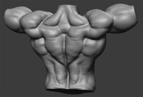 The superficial back muscles are covered by skin, subcutaneous connective tissue and a layer of fat. 13613426_1159125820795624_678839302332422881_o.jpg (1680×1151) | Anatomy reference, Anatomy ...
