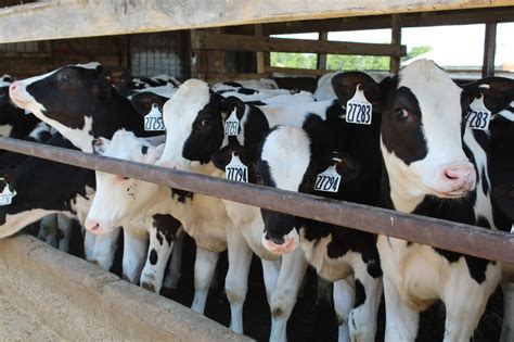 When you need to know what files are inside the archive while on. Cows graduating? That's happening at El-Vi Farms in Newark ...