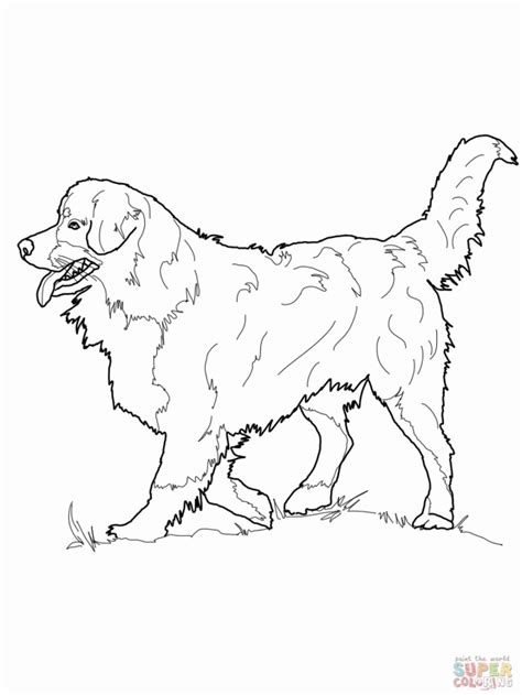 They are loyal, loving companions. Bernese Mountain Dog Coloring Online Super Coloring 176620 ...