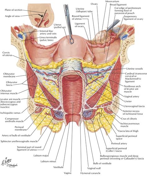 This article contains a list of organs of the human body. Cock In Cervix Diagram