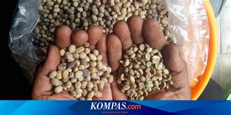 Dengan begitu kamu bisa memanfaatkannya dengan lebih maksimal tanpa harus menggunakan kuota utama yang bisa. Apa Itu Kopi Lanang?