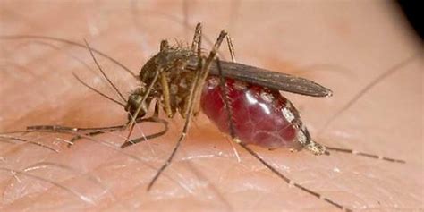 It is spread to humans by mosquitoes that have fed on the blood of infected birds . Doi doljeni infectați cu virusul West Nile | gazetadedolj.ro