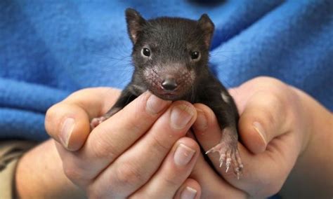 Tragically the devil is facing possible extinction due to a terrible this cute miniature tasmanian devil was hand painted. Tasmanian devils to be released back on to mainland ...