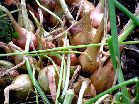 They look just like regular cooking onions, except smaller, about the size of a gumball. Delectable Victuals: Sweet & Crunchy Walla Walla Pearl Onions