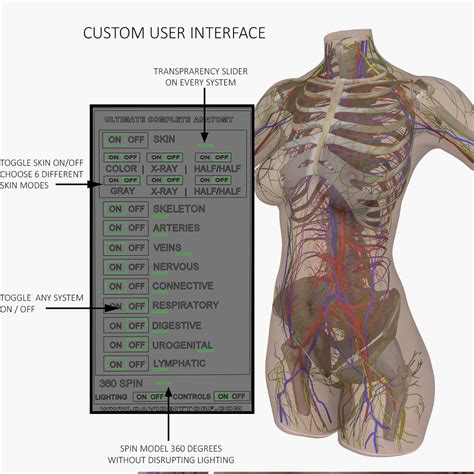 Choose from 500 different sets of flashcards about anatomy torso on quizlet. Female Torso Anatomy Combo 3D Model