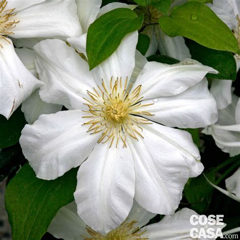 Maybe you would like to learn more about one of these? Clematis rampicanti colorate: quali e dove comprarle ...