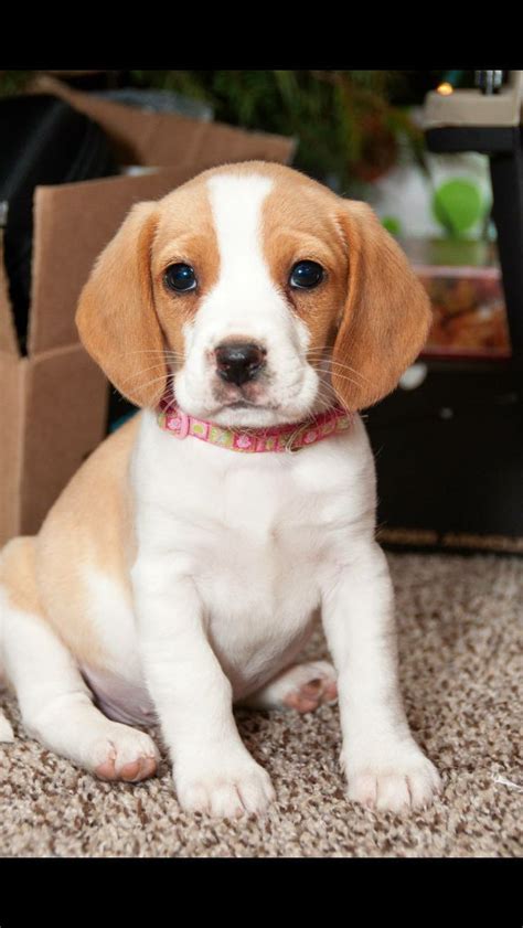 The cost to buy a beagle varies greatly and depends on many factors such as the breeders' location, reputation, litter size, lineage of the puppy, breed popularity (supply and demand), training, socialization efforts. Lemon Beagle Puppy Rescue | Beagle Puppy