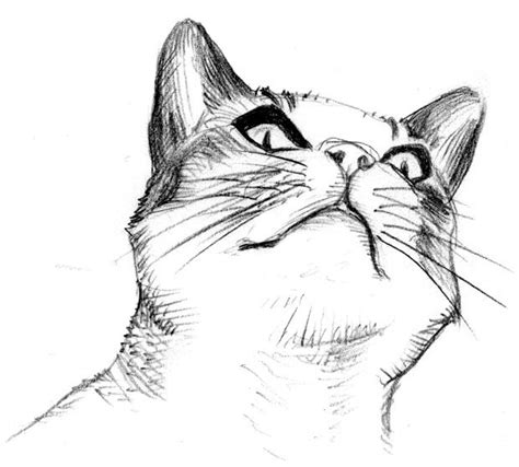 There are too many anime cats to remember them all. Image - 67b49c0713e7281049a09cf711503e39--cat-sketch-cat ...