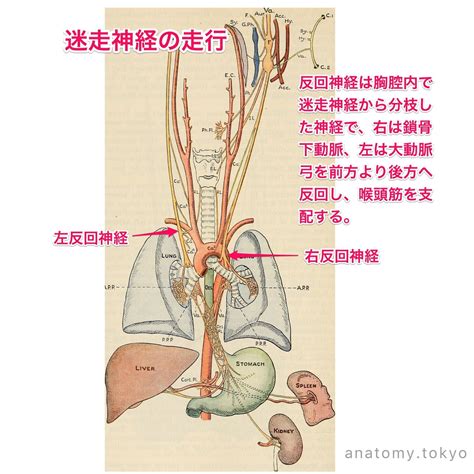 主動脈弓有三條分支：頭臂動脈幹、左總頸動脈，及左鎖骨下動脈。 左鎖骨下動脈（英语：left subclavian artery） 始於左總頸動脈左方，與左總頸動脈一樣沿氣管左側開始上行，並經過上縱膈 3 :216 。 反回神経は ( 神経) の枝である⠀ ⠀ (解答) 迷走神経⠀ 反回神経は迷走神経の枝です。右は鎖骨下動脈、左は ...