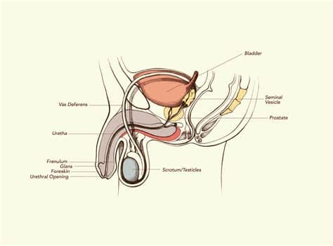Interactive anatomical atlas of the head, brain, and neck based on anatomical diagrams and ct and mri medical imaging exams. Male to Female Gender Reassignment Surgery - Male to ...