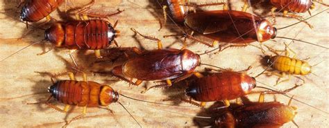 Oriental cockroaches have smooth and shiny dark brown or black bodies, with a matching pronotum and are about 1.25 inches long making them one of the larger kinds of roaches. How to get rid of Cockroaches | Call: 084 200 2700 ...