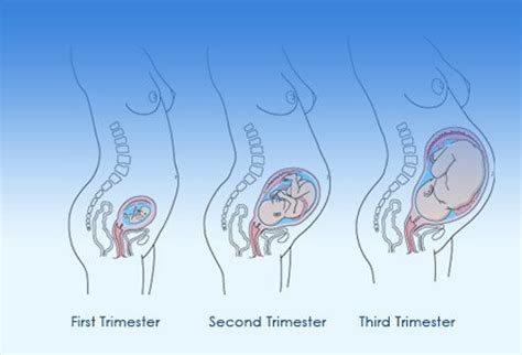 Conception to about the 12th week of pregnancy marks the first trimester. Pregnancy Week-by-Week Early and Later Signs & Symptoms