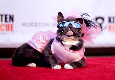 Kitten Rescue’s 9th Annual Fur Ball at the Skirball Center ...