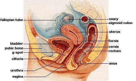 The vaginal opening is much larger than the. G-Spot - wikidoc