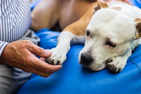 Otras causas que pueden provocar el síncope son el consumo de medicamentos que hacen es importante acudir a los servicios médicos para establecer las causas que han producido el síncope o. Síncope en perros o DESMAYO - Causas y qué hacer