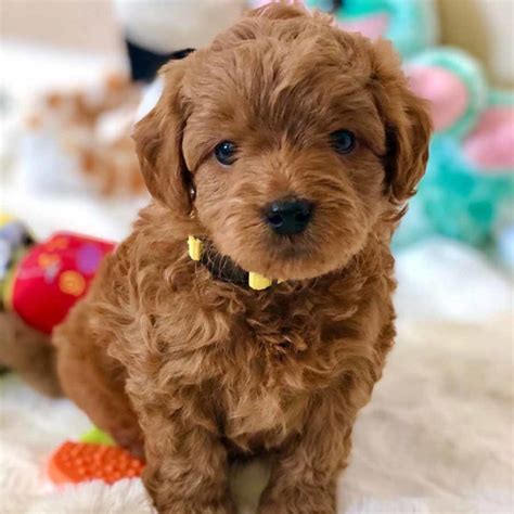 We have various colors of mini golden doodle puppies to choose from such as red, golden, apricot, and black. Goldendoodle Puppies For Sale Near Me