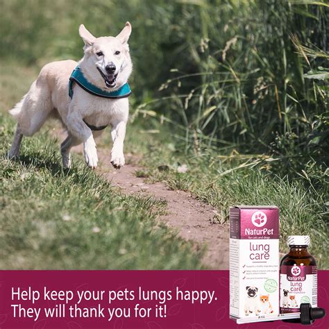 If a person has lung cancer and gets pneumonia, the prognosis and life expectancy is poor. Lung Care (formerly Healthy Lungs) | NaturPet | Kennel ...