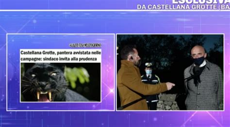 Paura in molise, avvistata una pantera nelle campagne di campobasso. Pantera avvistata nel Barese, il sindaco di Castellana ...