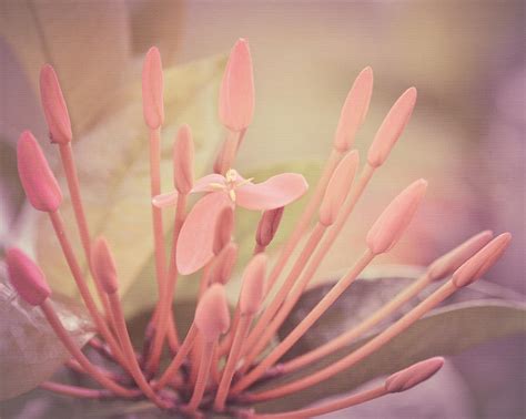 Pastel pink flowers for sale. Pink Pastel Flower Photograph